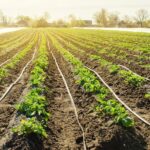 Agronomi varují: jeden druh zálivky vám zničí celý урожай