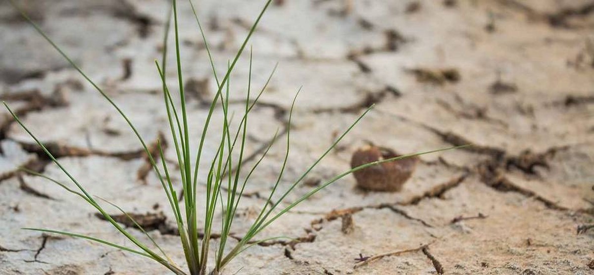 Agronomi varují: jeden druh zálivky vám zničí celý урожай - image 1