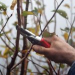 Agronomové prozradí: správný čas pro řez je klíčem k dvojité úrodě