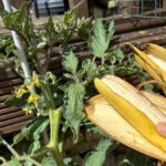 Банановая кожура в почве: почему томаты растут на 40% больше