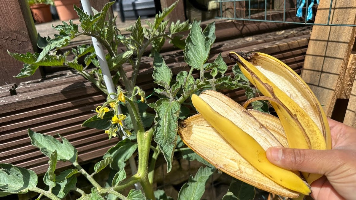 Банановая кожура в почве: почему томаты растут на 40% больше