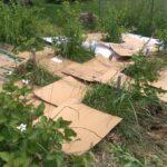 Časopis pod mulč – proč to biologo doporučují pro tlumení plevelů