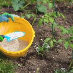 Co zahrádkářský mistr říká o správném čase na hnojení – a co všichni dělají špatně