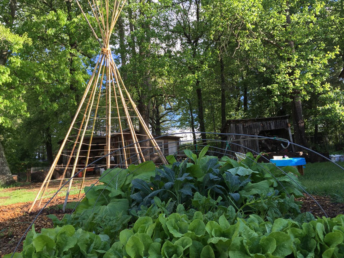 Dřevěné větve jako přírodní pestovatelské podpěry: jak si vytvořit záhradní oporu zdarma - image 1