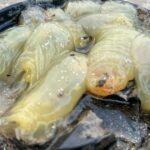 Kávový filtr jako skvělý pomocník proti slimákům v zahradě