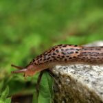 Kávový filtr jako záhradní pomocník? Jak se zbavit slimáků bez chemie