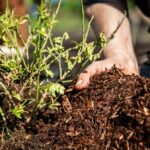 Kávový filtr jako mulč: Proč to zahradníci dělali už padesát let