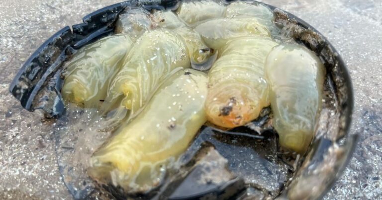 Kávový filtr jako skvělý pomocník proti slimákům v zahradě