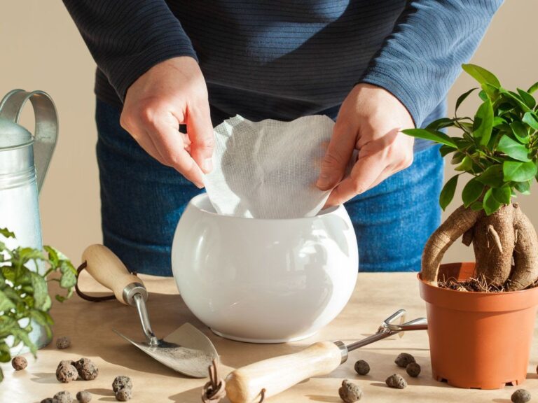 Kávový filtr místo textilie na rajčata: zahrádkáři je za to milují