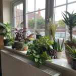 Kávový filtr za radiátorem? Tak vydrží květiny bez zálivky až 14 dní