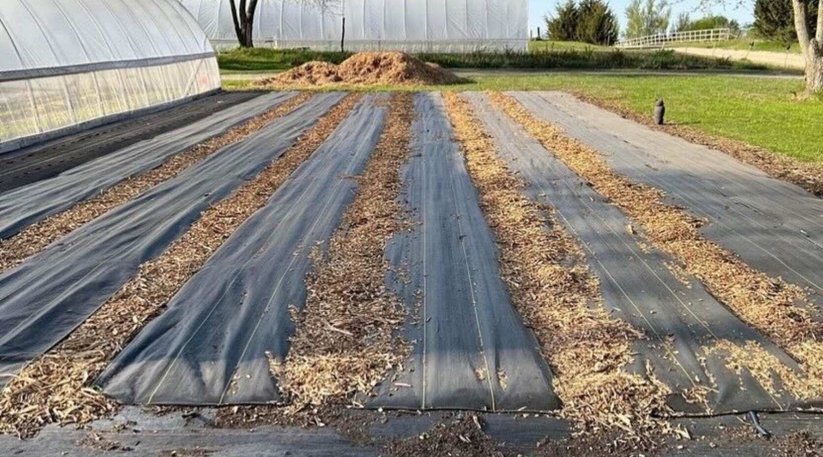 Kávový loj za okapem? Jak ním vypudíte slimáky ze zeleniny - image 2