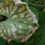 Květináři varují: tato hnojiva vám zničí půdu na roky