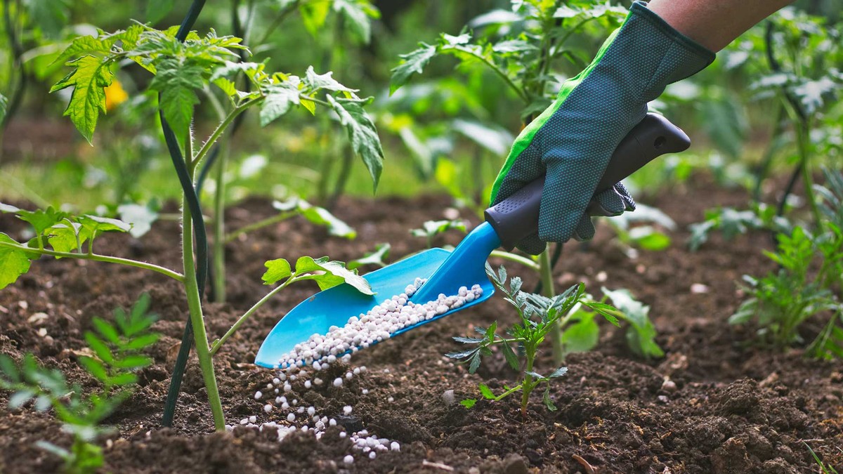 Květináři varují: tato hnojiva vám zničí půdu na roky - image 2