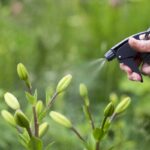 Lepidlo na listy rajčat zvyšuje výnos o 40 procent - zkuste to