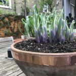 Měď z elektrikářských zbytků proti hlemýždům - jak ji správně rozmístit