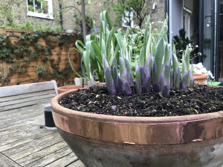 Měď z elektrikářských zbytků proti hlemýždům - jak ji správně rozmístit