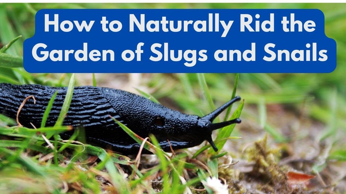 Měď z elektrikářských zbytků proti hlemýždům - jak ji správně rozmístit - image 1