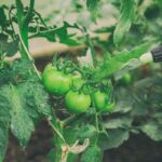 Mýdlová voda v postřikovači: jak za pár korun vyřešit molice na rajčatech