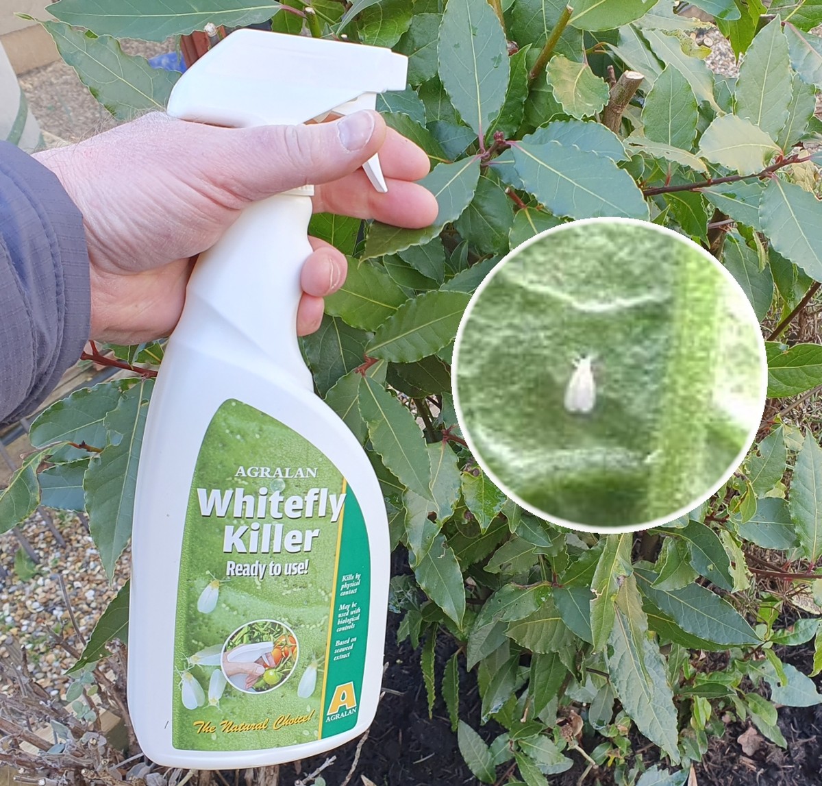 Mýdlová voda v postřikovači: jak za pár korun vyřešit molice na rajčatech - image 1