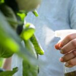 Mýdlová voda v rozprašovači: jednoduché řešení, kterým už vaši babičky hubily škůdce