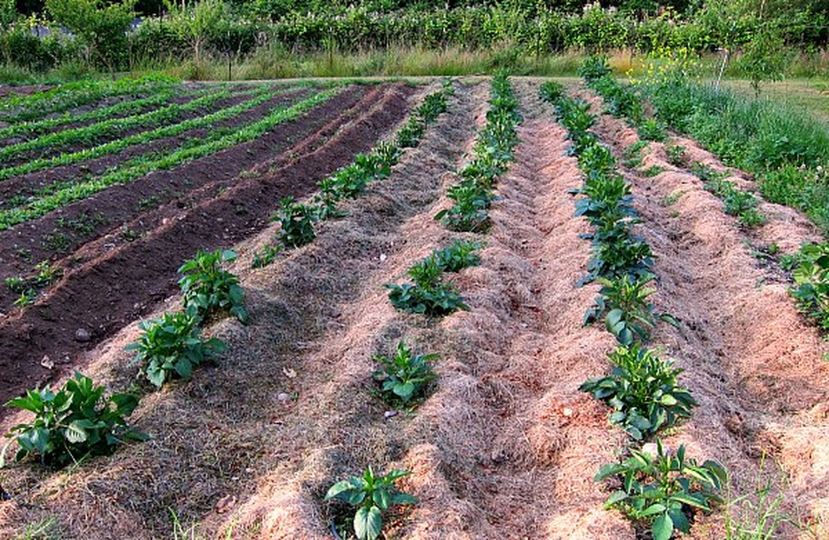 Objevte, proč zahradníci zasypávají půdu papírovými obálkami - image 1