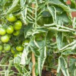 Ocet na listy rajčat zastavuje plíseň během 48 hodin