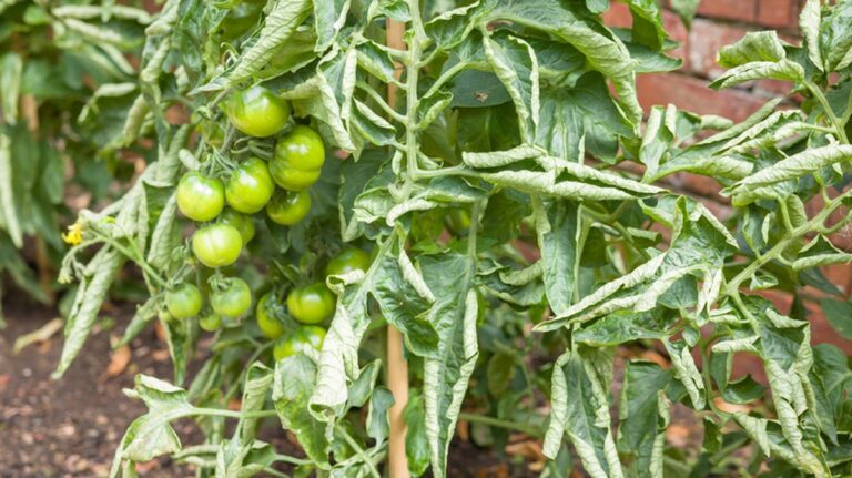 Ocet na listy rajčat zastavuje plíseň během 48 hodin