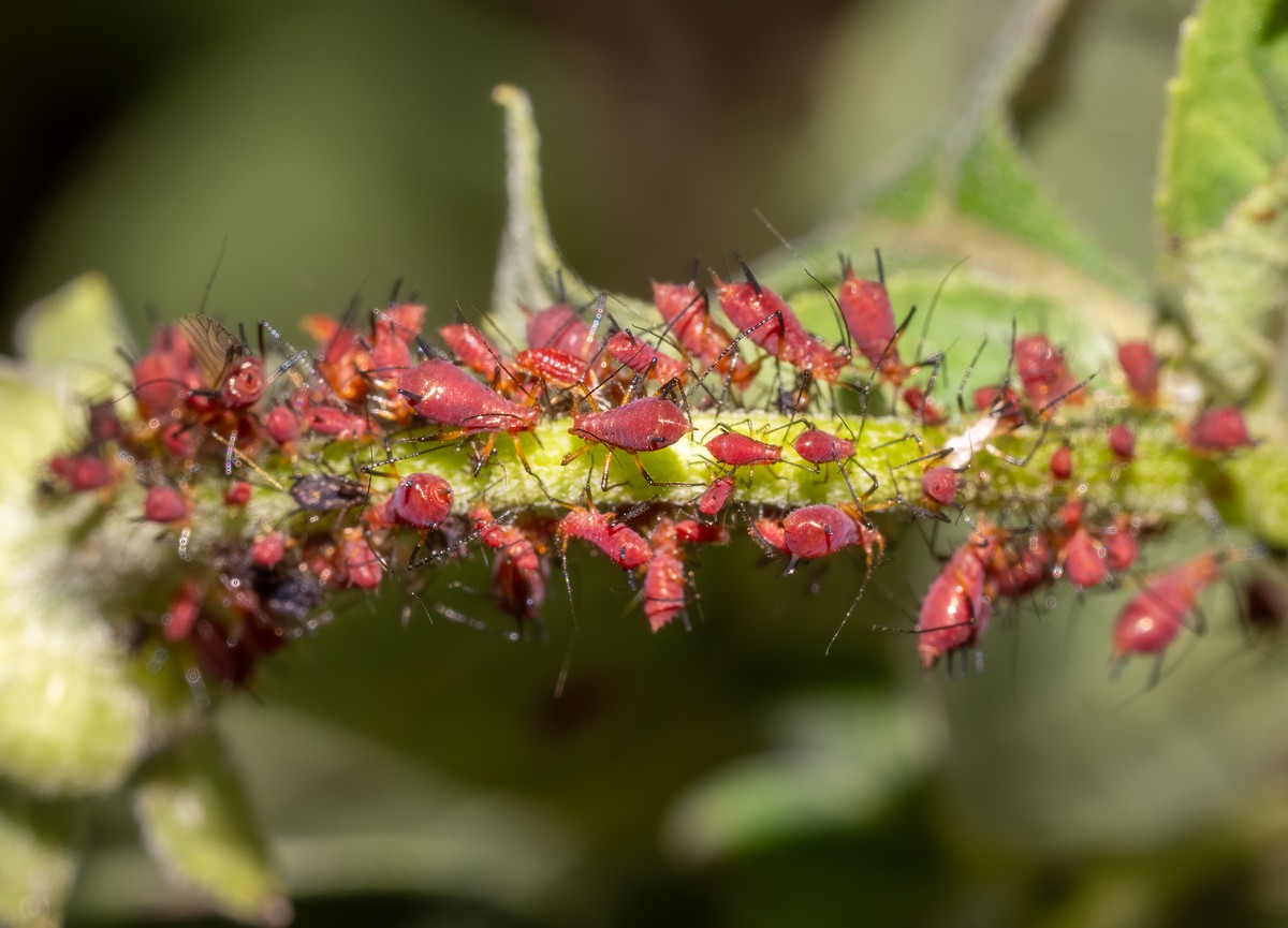 Ocet v rozprašovači proti mšicím bez chemie - přesný recept od expertů - image 1
