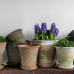 Papírová podložka pod květináči – jednoduchý trik, který zastaví plísně v bytě