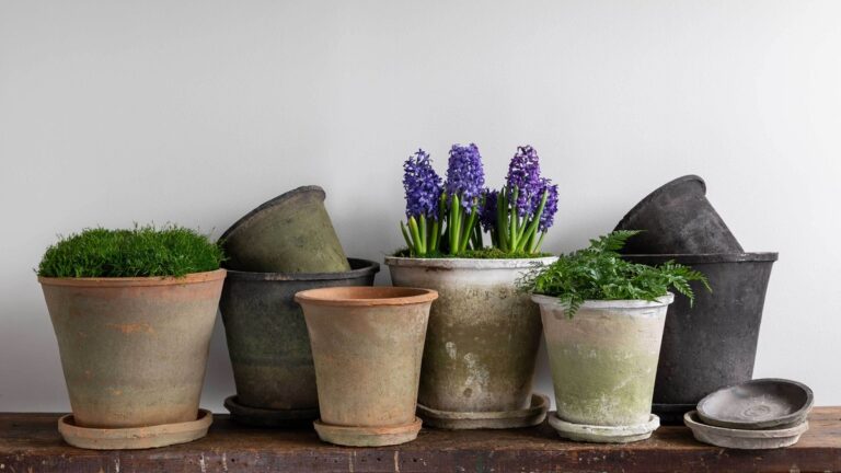 Papírová podložka pod květináči – jednoduchý trik, který zastaví plísně v bytě