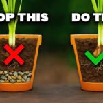 Papírová role pod květináčem: trik proti vlhkosti v bytě