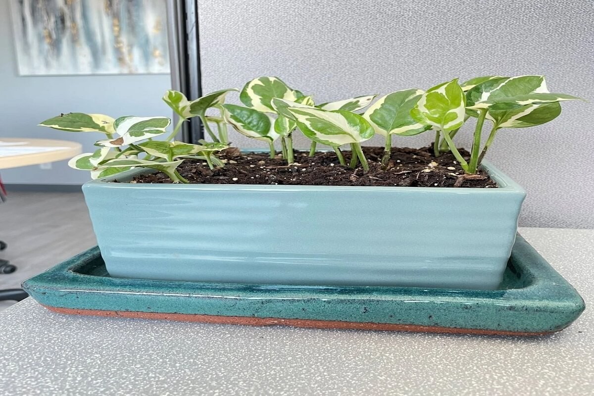 Papírová role pod květináčem: trik proti vlhkosti v bytě - image 1