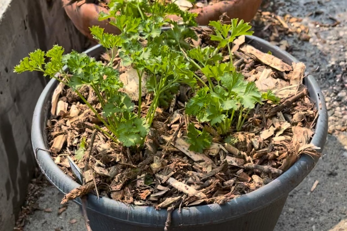 Papírová utěrka v květináči: malá trik, který zadrží vlhkost o 40% déle - image 1