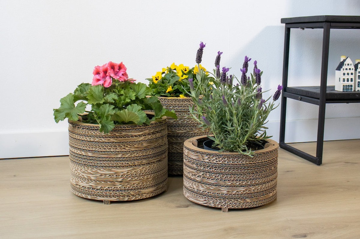 PapírovéRole od toaletního papíru v zemi? Zahradníci o tomto triku mlčí - image 1