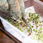 Papírové ručníky v květináči? Proč to záhradníci dělají každý rok