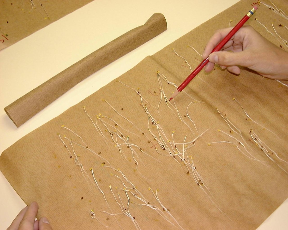 Papírové ručníky v květináči? Proč to záhradníci dělají každý rok - image 1