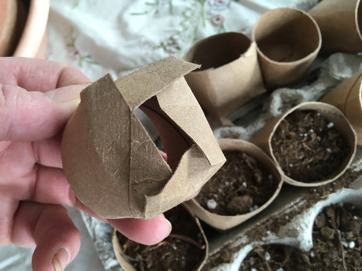 Papírový kapesník v květináči změní váš vztah k zálivce - image 1