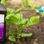 Peroxid vodíku v postřiku: záhradníci vám to neřeknou