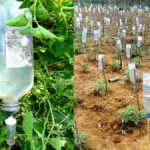 Plastová láhev s otvory funguje líp než kupovaný zavlažovací systém