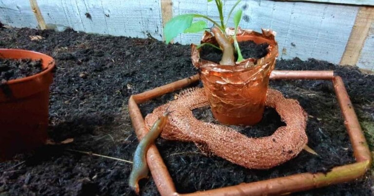 Pomocí měděného drátu kolem stonku? Staří zahradníci znají trik proti slimákům - image 1