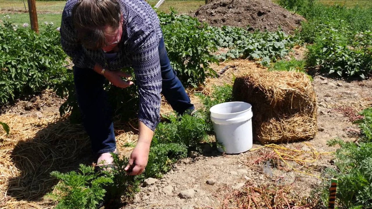 Použitá kávová gáza jako mulč? Proč to dělají všichni chytří pěstitelé - image 2