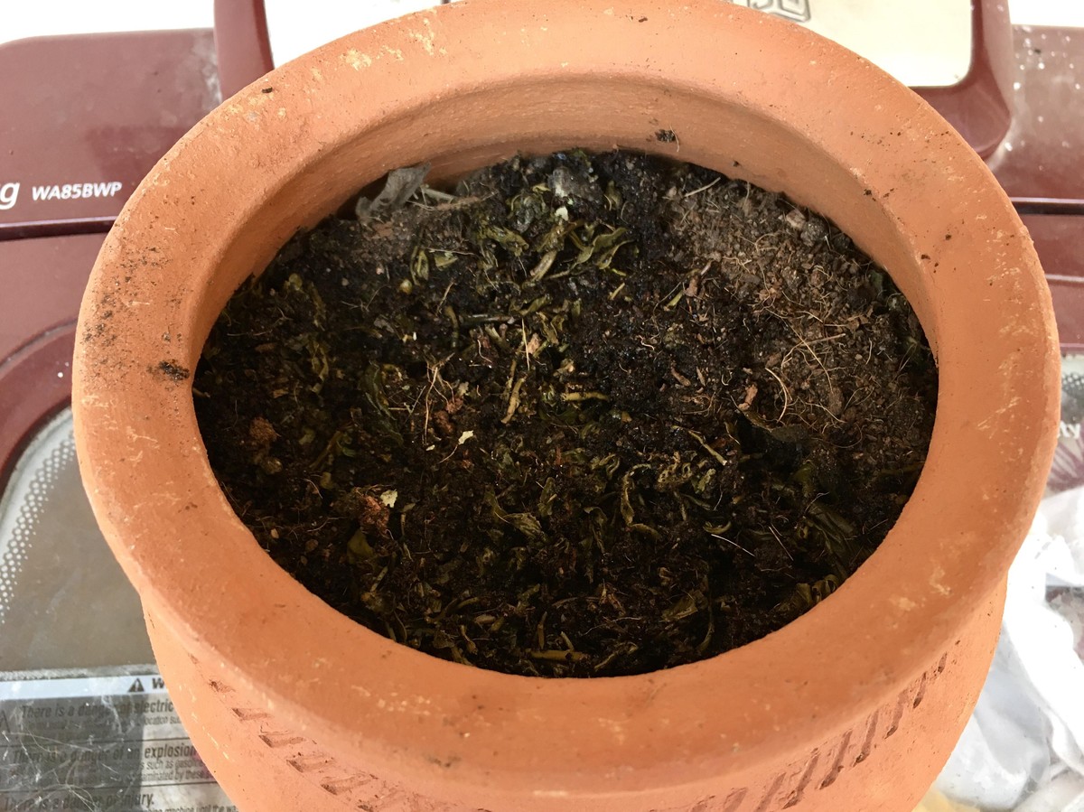 Použitý čajový sáček v zemi zvyšuje výnos rajčat o 40 procent - image 1