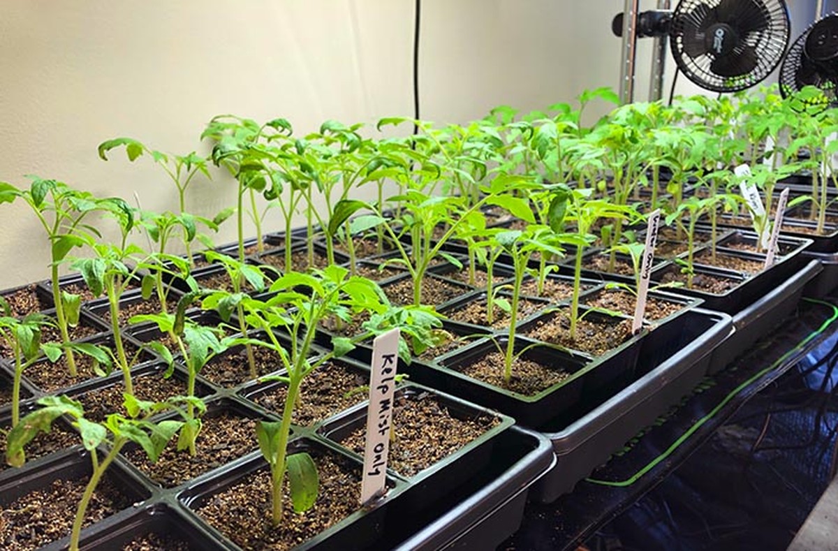 Proč všichni profesionální pěstitelé začínají určitě v březnu - image 2