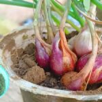 Rozpuštěný cibulový šálek jako hnojivo? Agronomové vědí proč