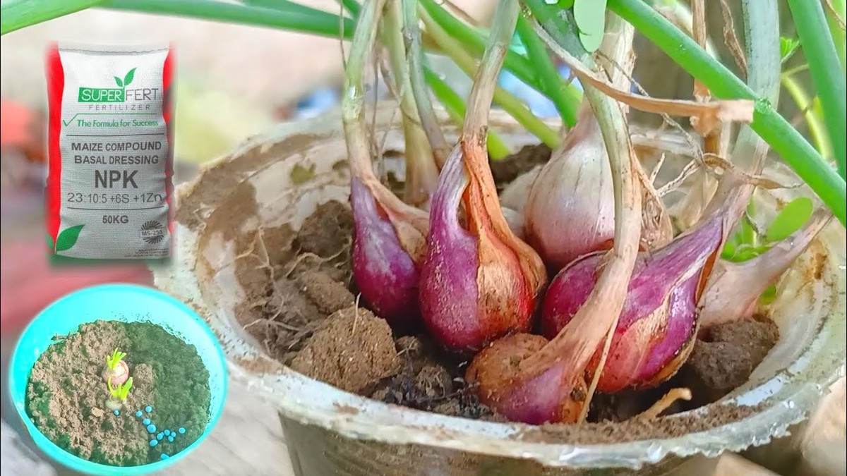 Rozpuštěný cibulový šálek jako hnojivo? Agronomové vědí proč