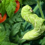 Sirka na listech rajčat zachrání vám úrodu před hmyzem