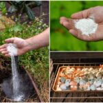 Skořápky z vajec rozdrcené kolem salátu zastaví slimáky okamžitě