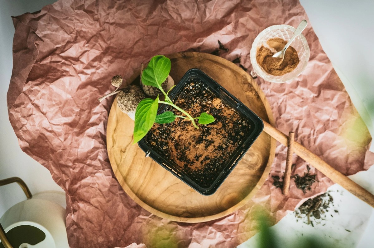 Skořice do půdy zvyšuje výnosy o 40 procent – to vědí jen staří zahradníci