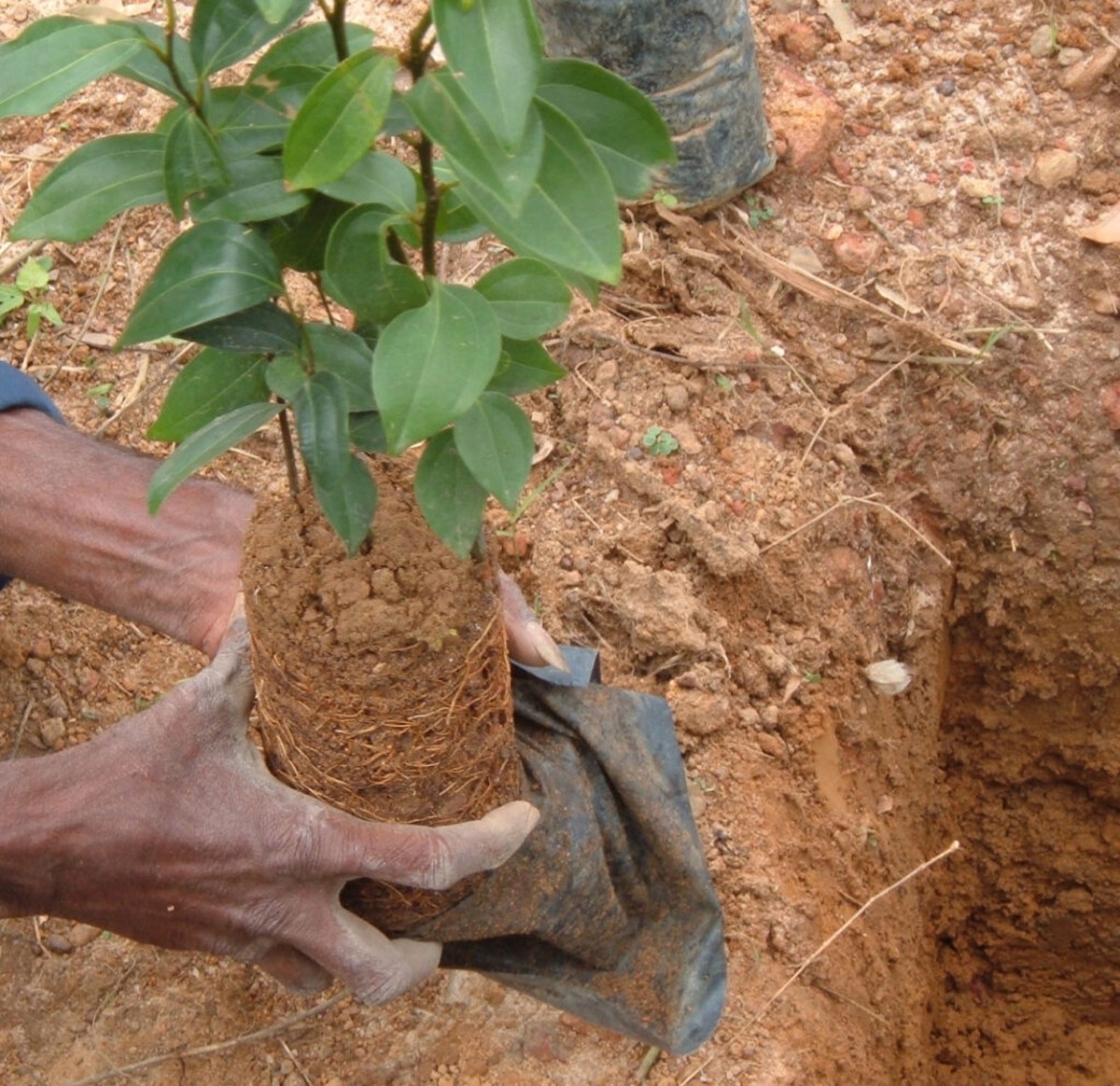 Skořice do půdy zvyšuje výnosy o 40 procent – to vědí jen staří zahradníci - image 1