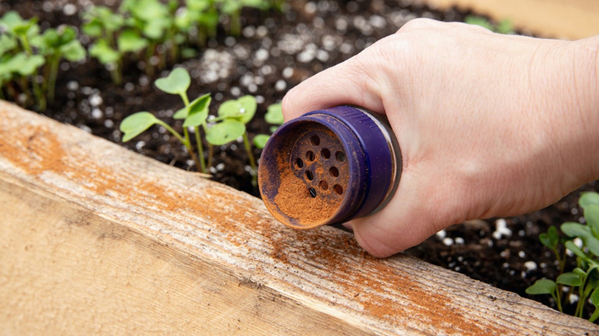 Skořice kolem květináčů – jednoduchý trik proti mšicím, který stojí haléř - image 2